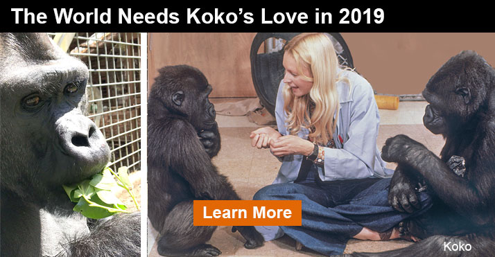 http://www.koko.org/special/enewsletter/2018-12-28_EOY/images/fb_banner.jpg