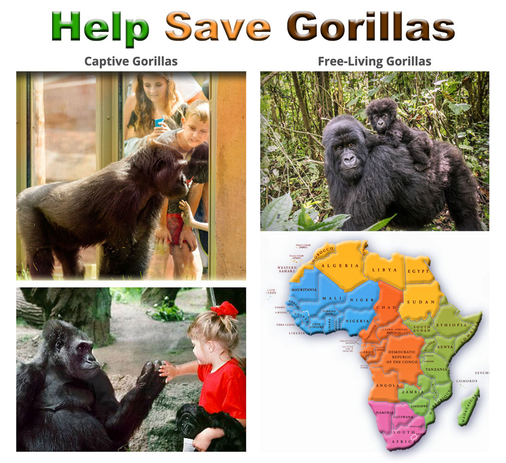 Help Savae Gorillas