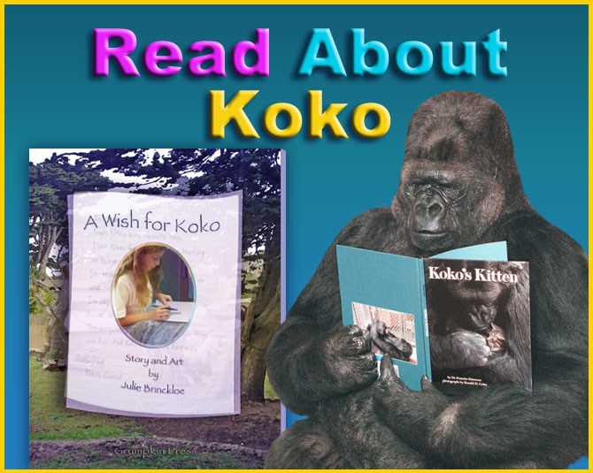 Read about Koko