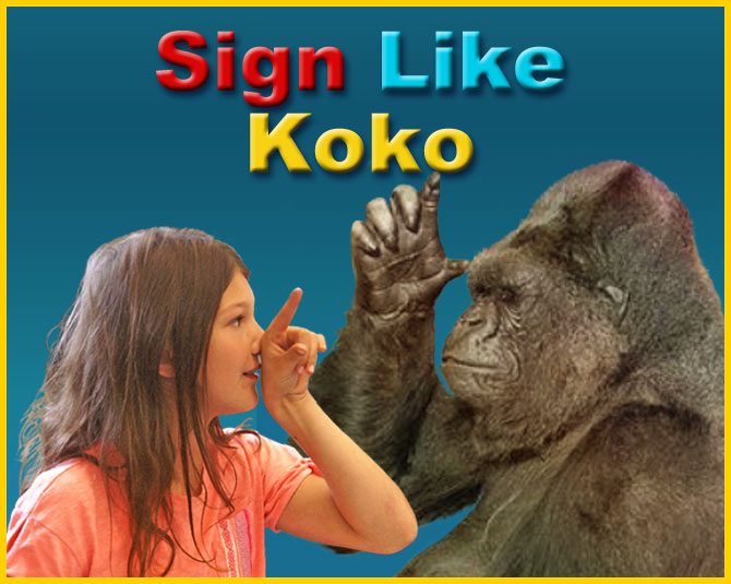 Sign Like Koko