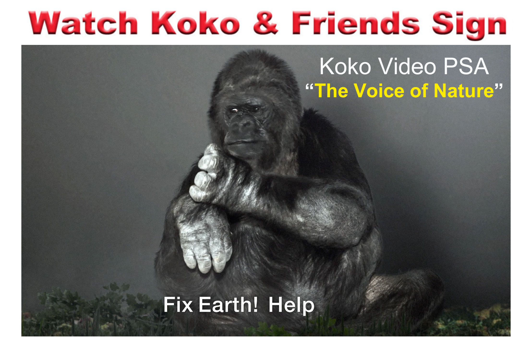 Watch Koko Videos