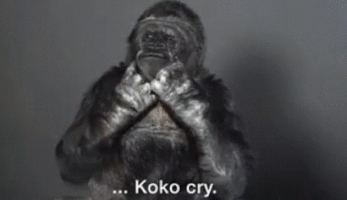 Koko Brushes Her Hair – The Gorilla Foundation