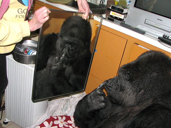 Koko Brushes Her Hair – The Gorilla Foundation