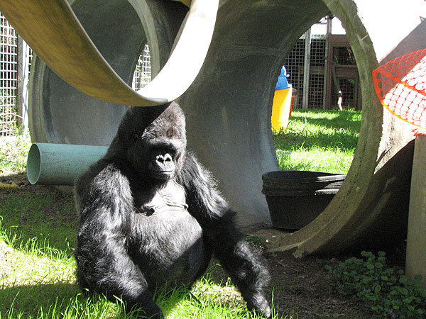 Ndume enjoys opening gifts on New Years Day – The Gorilla Foundation