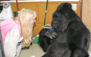 Koko communicates with Penny - The Gorilla Foundation