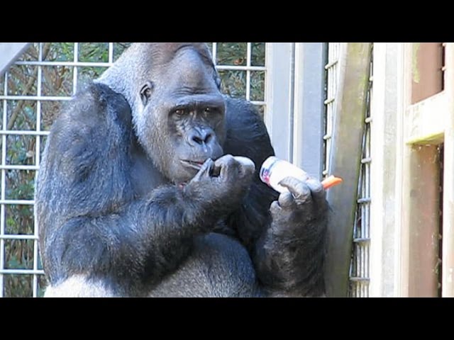 Ndume Wipes His Nose – The Gorilla Foundation