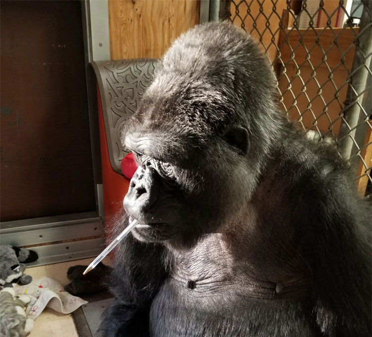 Koko Brushes Her Hair – The Gorilla Foundation