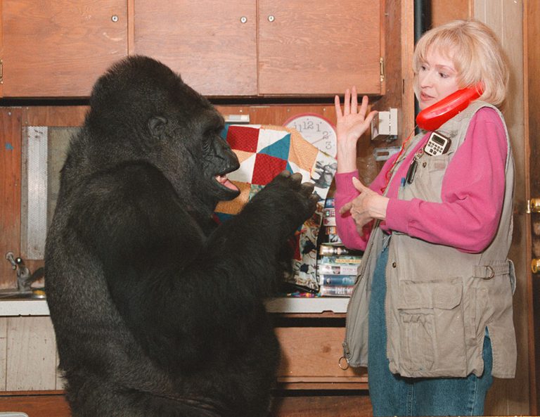 Communication – The Gorilla Foundation