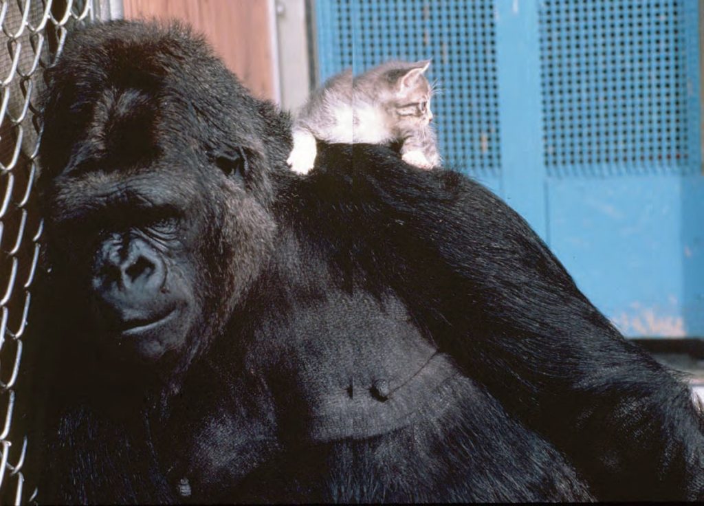 Read about Koko / Koko's Kitten / Page 8 - The Gorilla Foundation