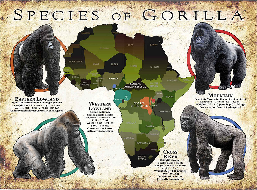 Help Save Gorillas – The Gorilla Foundation