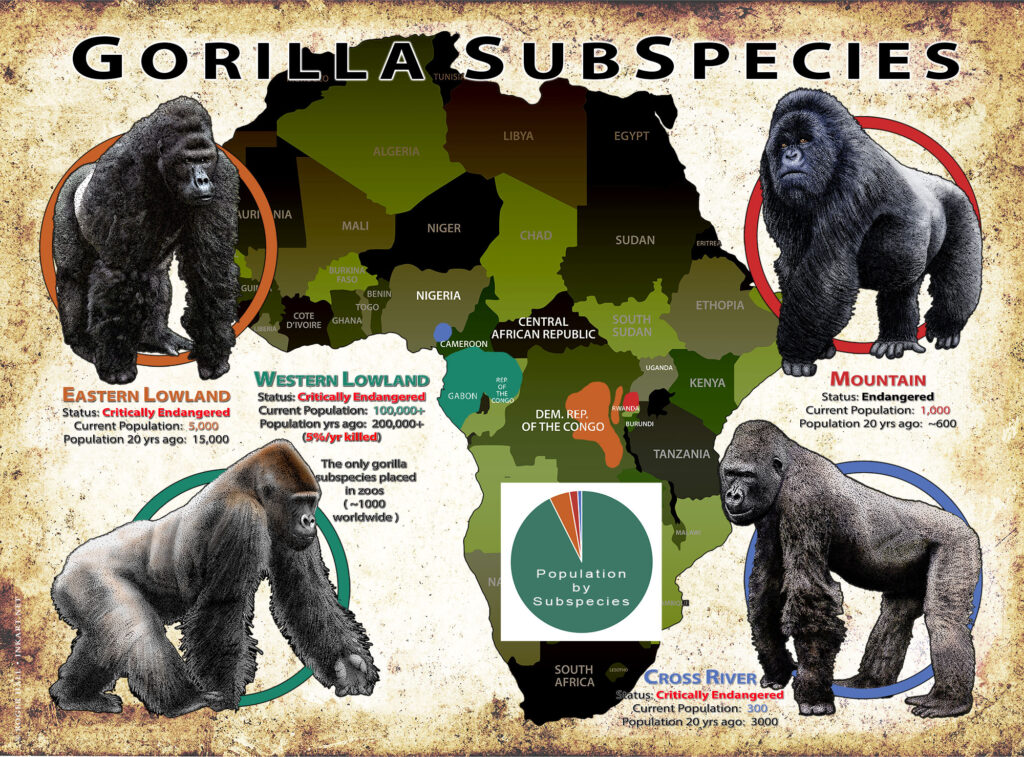 Help Save Gorillas The Gorilla Foundation   Poster Gorilla Subspecies With PieChart 1024x757 