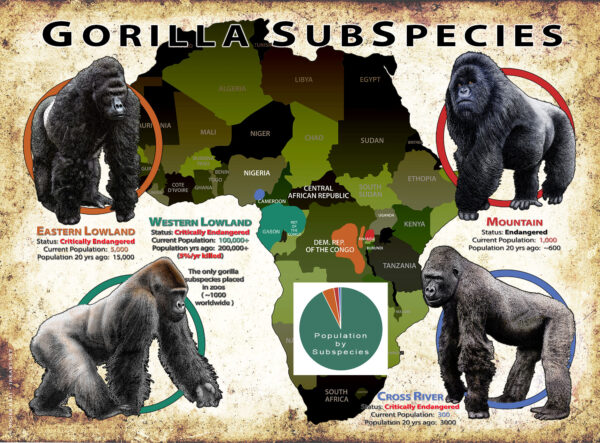 Help Save Gorillas - The Gorilla Foundation